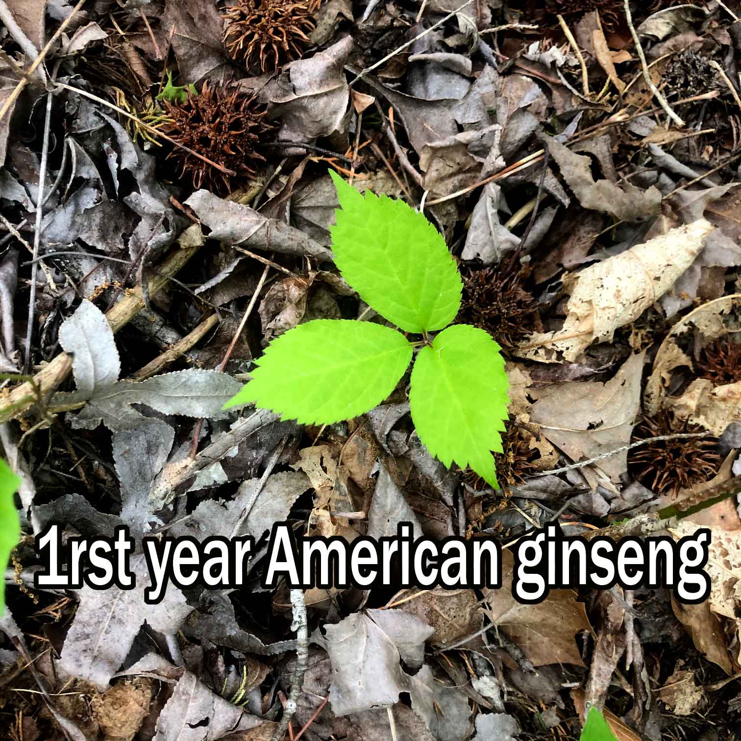 2020 Ginseng Nursery Update Arkansas Ginseng Nursery Wild Ozark