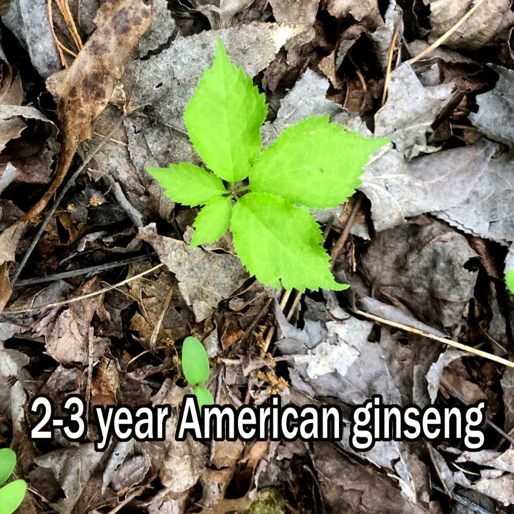 2020 Ginseng Nursery Update Arkansas Ginseng Nursery Wild Ozark