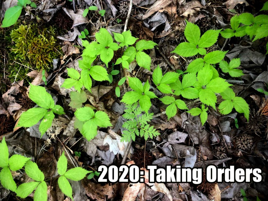 2020 Ginseng Nursery Update Arkansas Ginseng Nursery Wild Ozark
