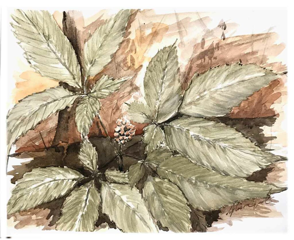 American ginseng painting by Madison Woods using wild Ozark pigments.