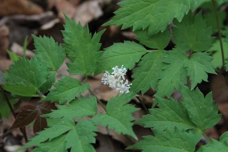 Récolte de Ginseng Naturel Ozark